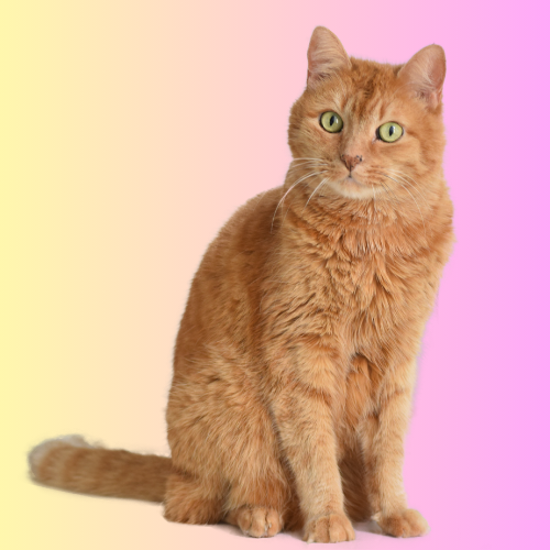 Mobile Basic Bath & Trim Cat