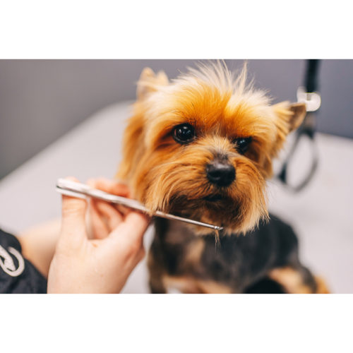 Discover the Science of Consistent Grooming for Healthy Skin.