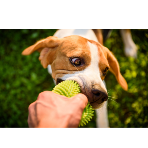 Groom Time Behaviours