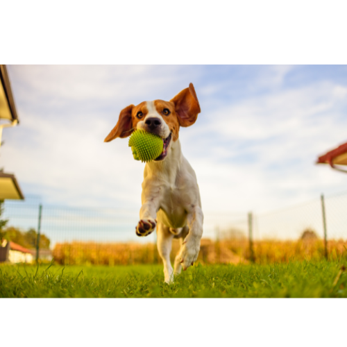 Fun Time Dog Grooming