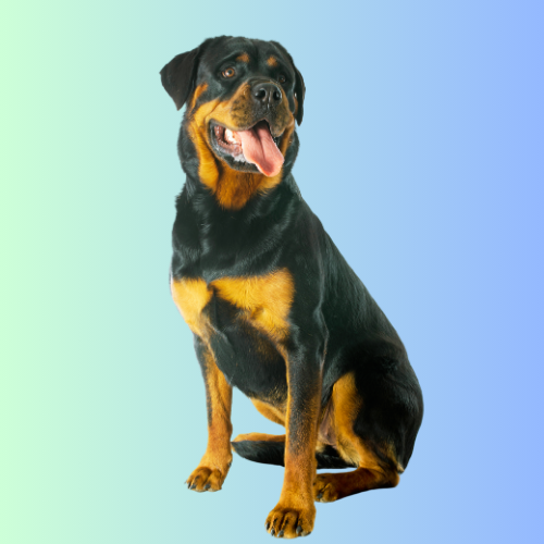 Mobile Bath & Tidy Large Dog