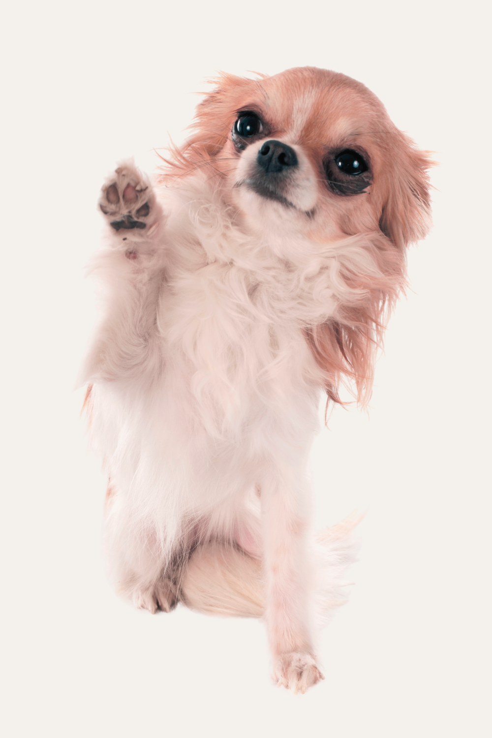 Mobile Nail Trim Dog