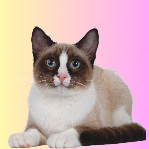 Mobile Mat Prevention & Nail Trim Cat