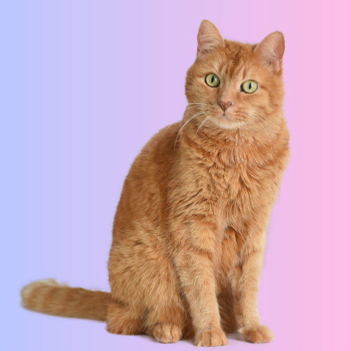 Mobile Basic Bath & Trim Cat