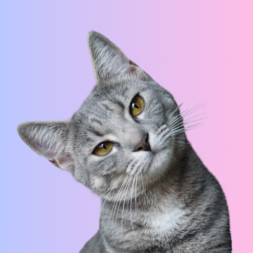 Mobile Mat Removal Cat