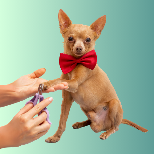 Mobile Nail Trim Dog