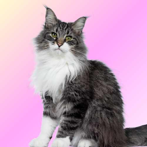 Mobile Brush Out Deshedding & Nail Clipping