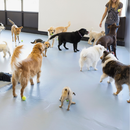 Pet Sitting