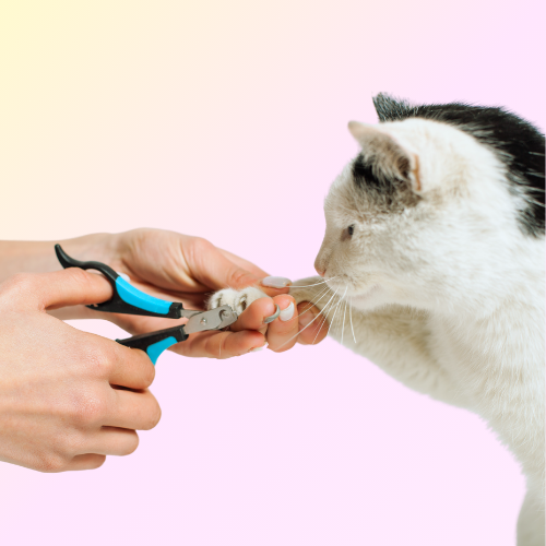 Mobile Nail Trim Cat