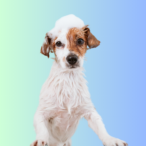 Mobile Bath & Tidy Small Dog