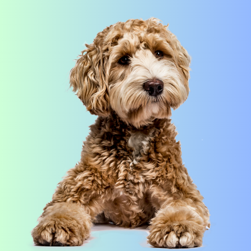 Mobile Bath & Tidy Medium Dog