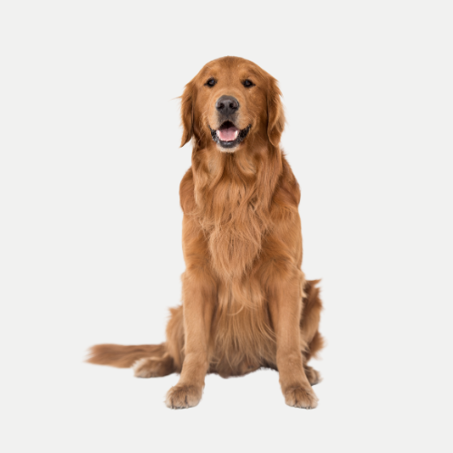 Mobile Bath & Tidy Large Dog